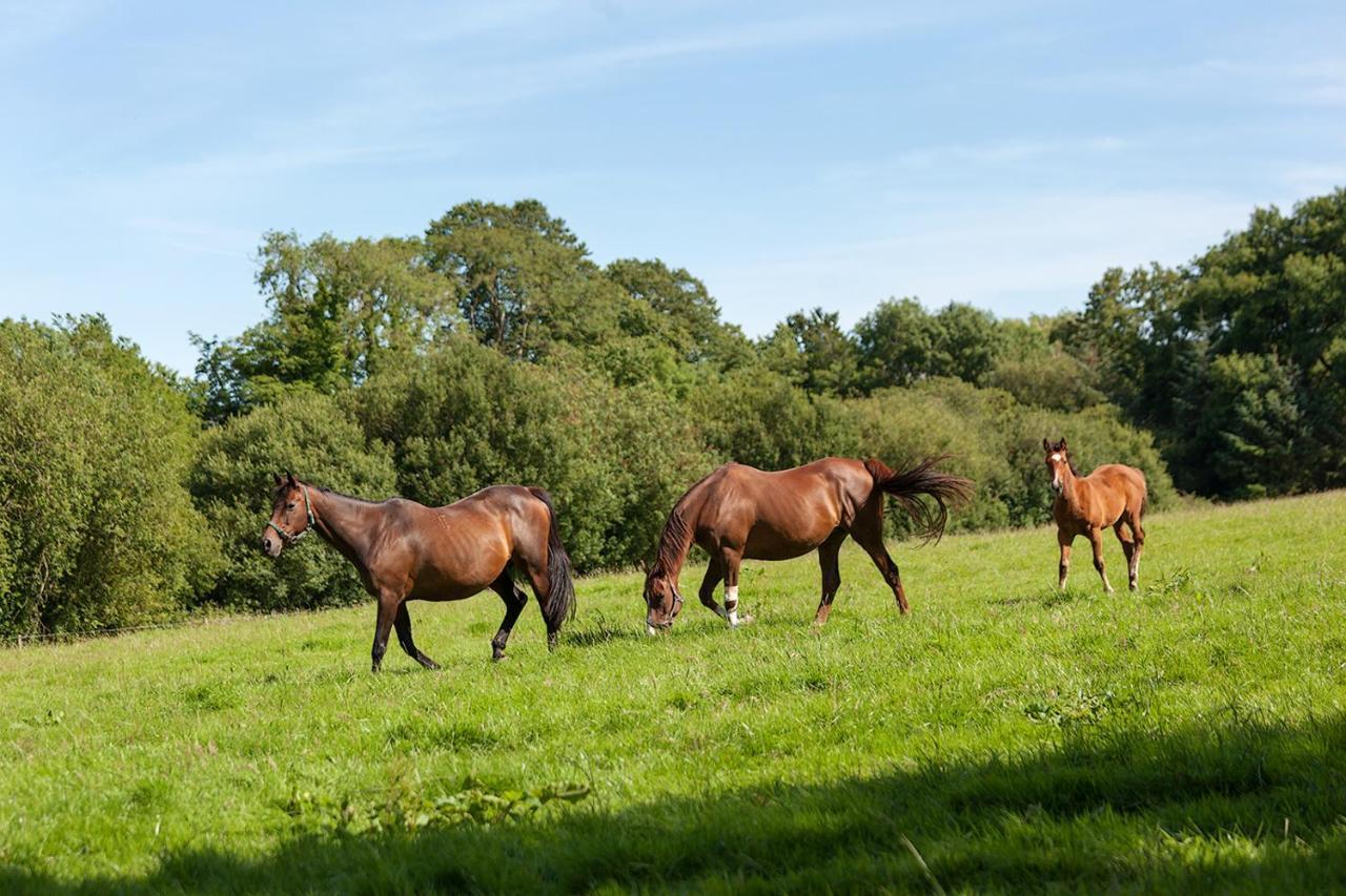 Coolcormack Stud B&B Dungarvan  Exteriör bild