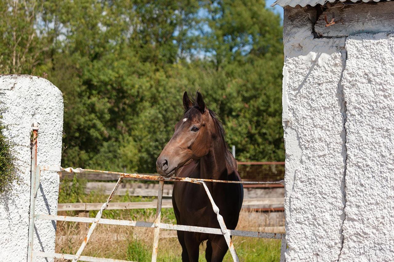 Coolcormack Stud B&B Dungarvan  Exteriör bild